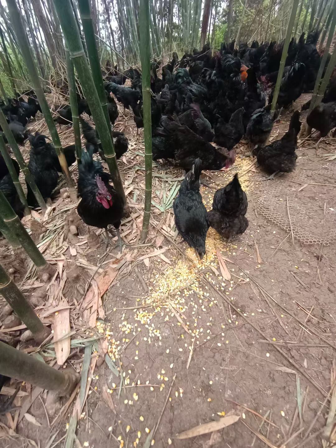 湖北武汉 3500只优质江汉鸡 140天可出栏