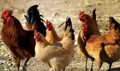 河南郑州 5000只优质固始鸡 145天可出栏
