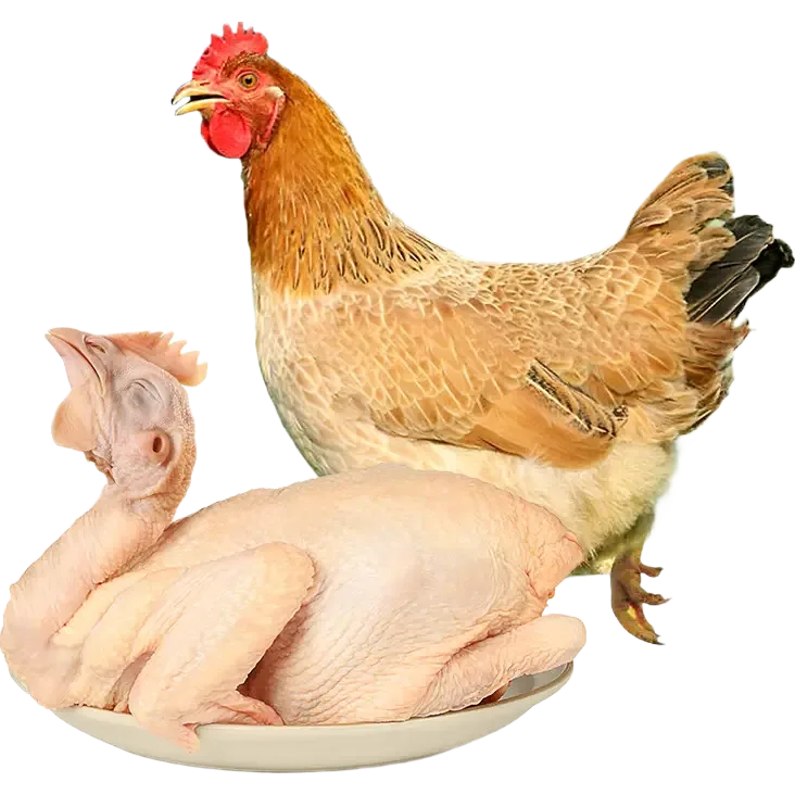 三黄鸡供应