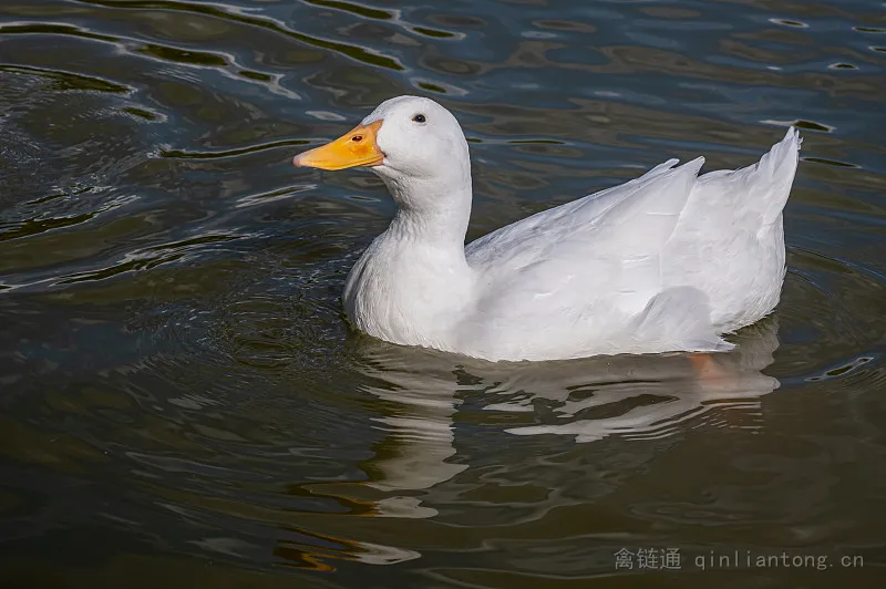 禽类百科：北京鸭