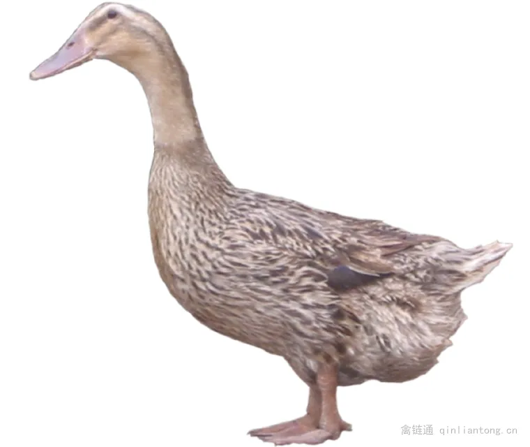 高邮鸭