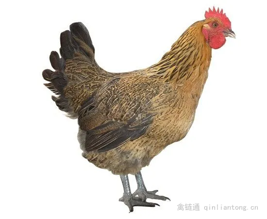 青脚麻鸡