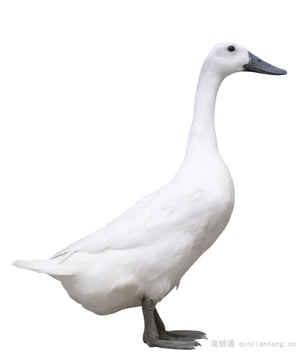 连城白鸭