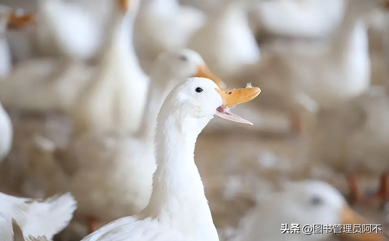 樱桃谷鸭