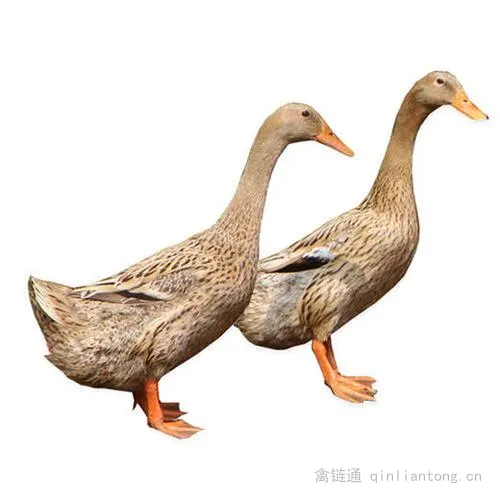 三穗鸭