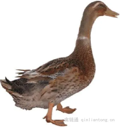 大余鸭