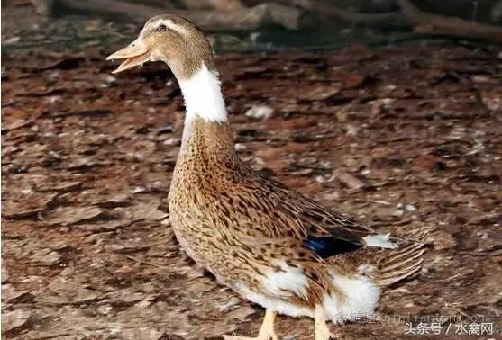 微山麻鸭