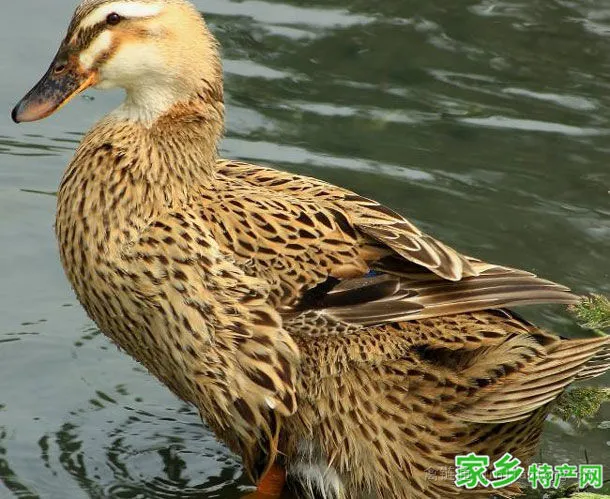 荆江鸭