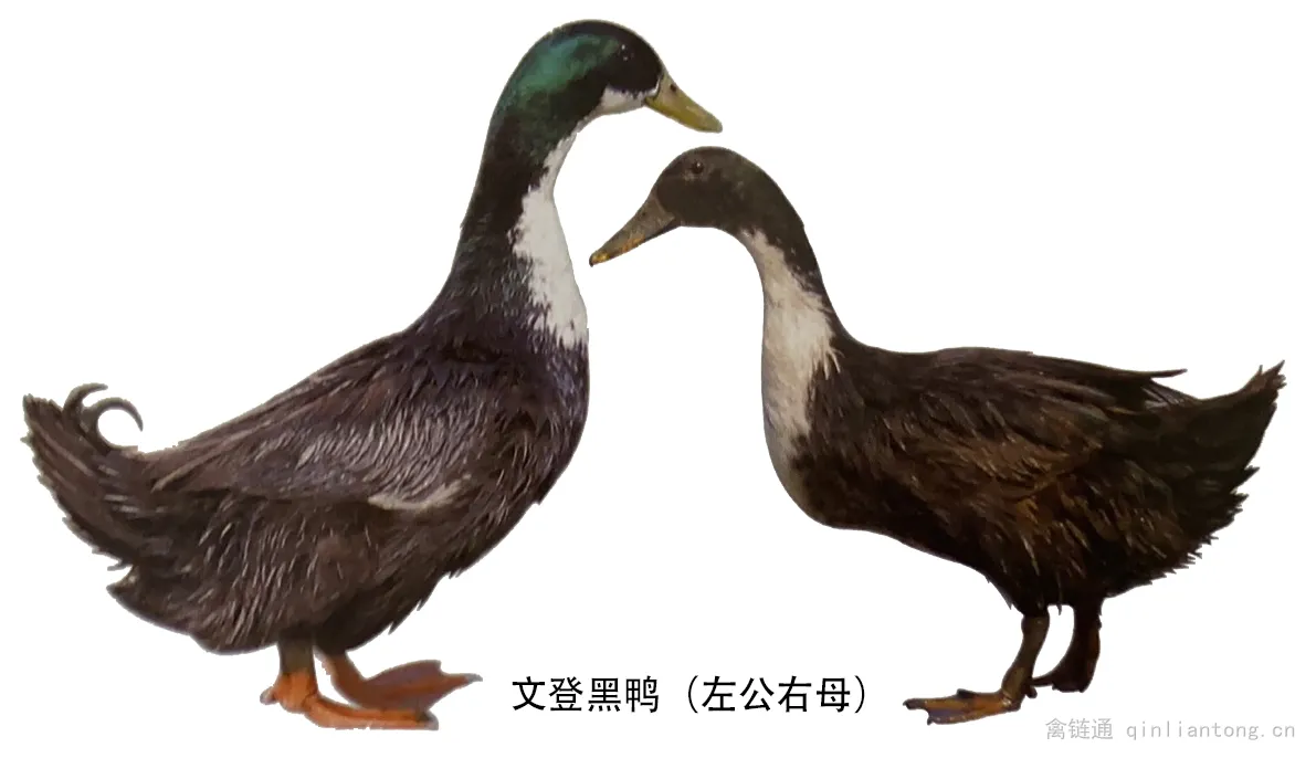 文登黑鸭