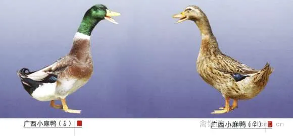 广西小麻鸭