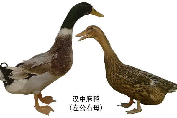 汉中麻鸭