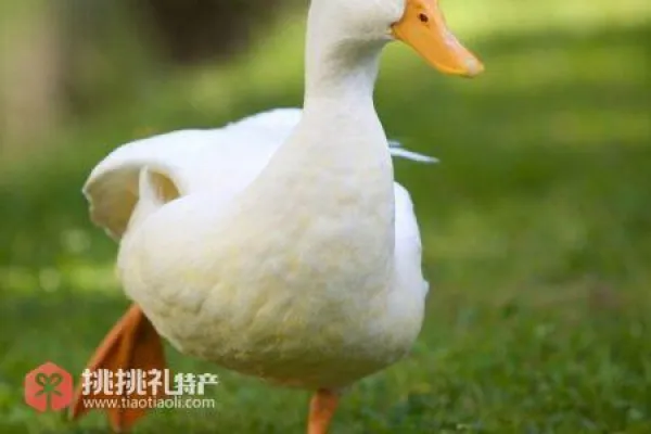 台安肉鸭