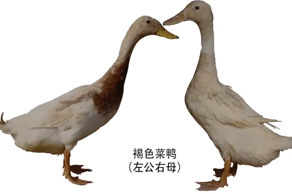 褐色菜鸭