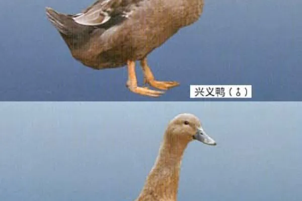 兴义鸭