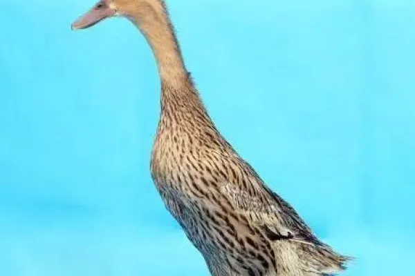 娄门鸭