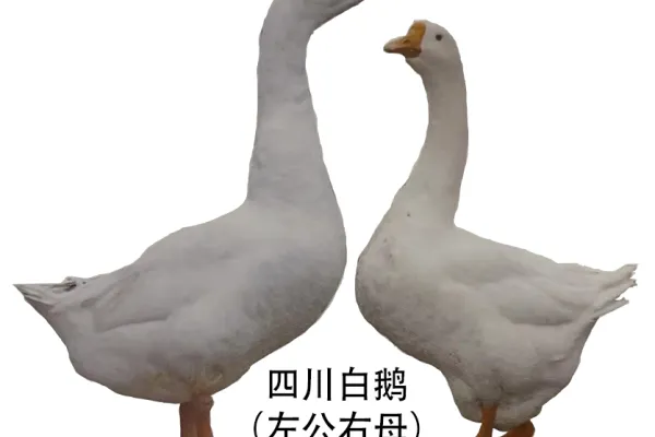 四川白鹅