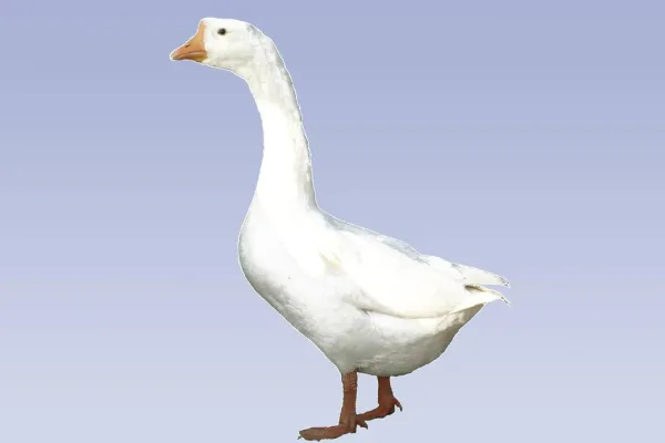 豁眼鹅