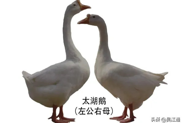 太湖鹅
