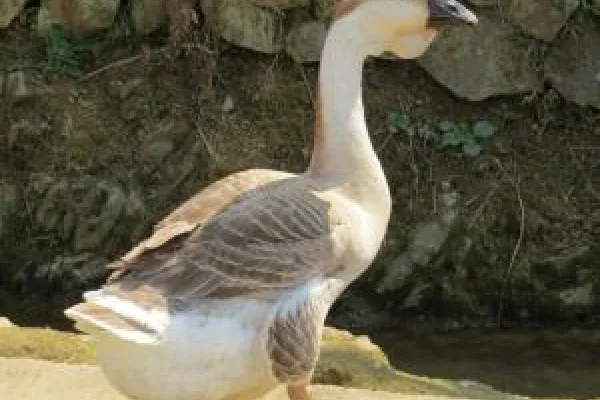 丰城灰鹅