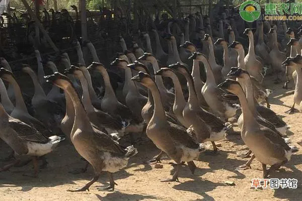 马岗鹅