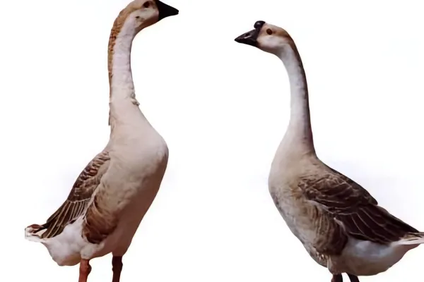 阳江鹅