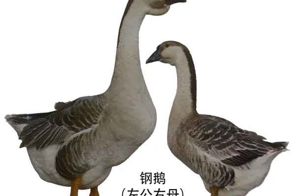 钢鹅