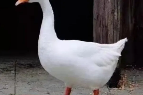 百子鹅