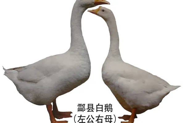 酃县白鹅