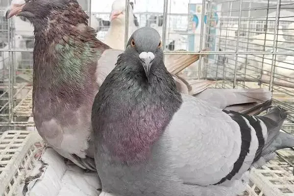 银王鸽