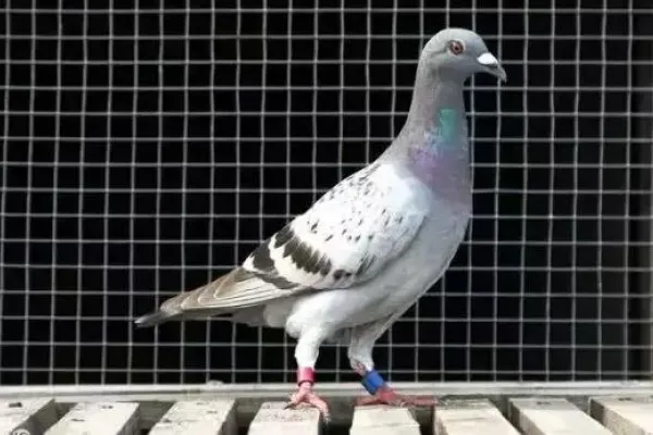 信鸽