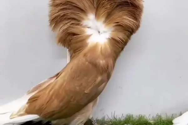 毛领鸽