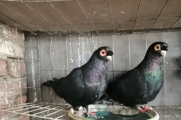 鼓手鸽