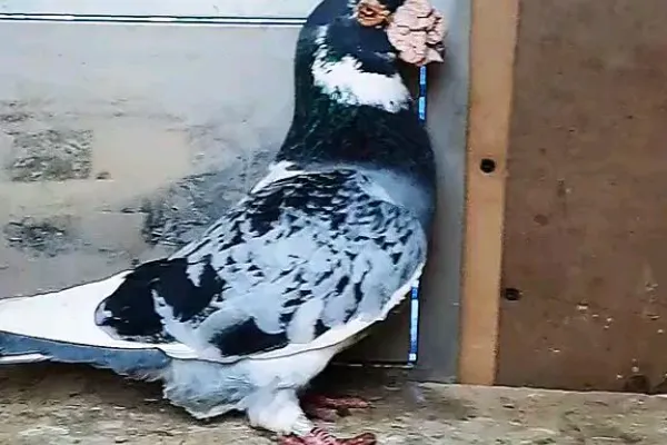 大鼻子鸽