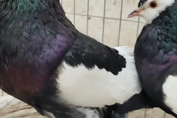 眼睛球鸽
