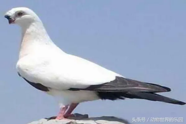 铁翅