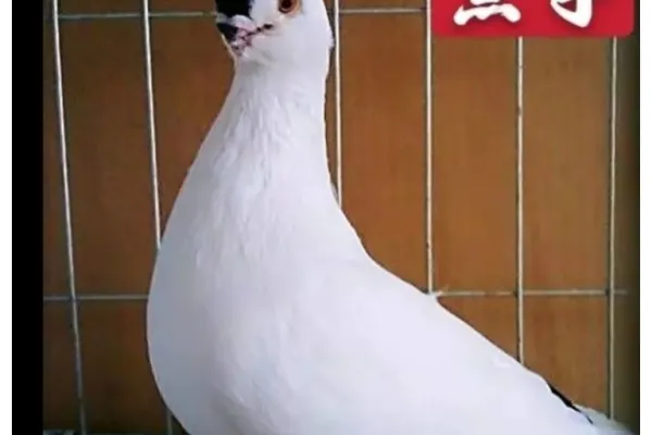 紫点子