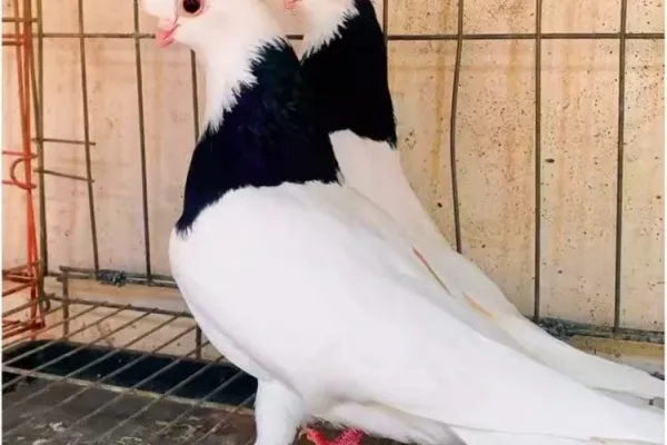 墨环鸽
