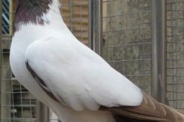 尼姑鸽