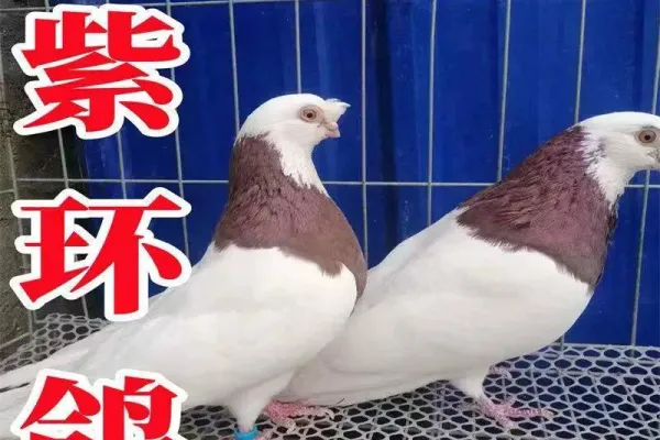 紫环鸽