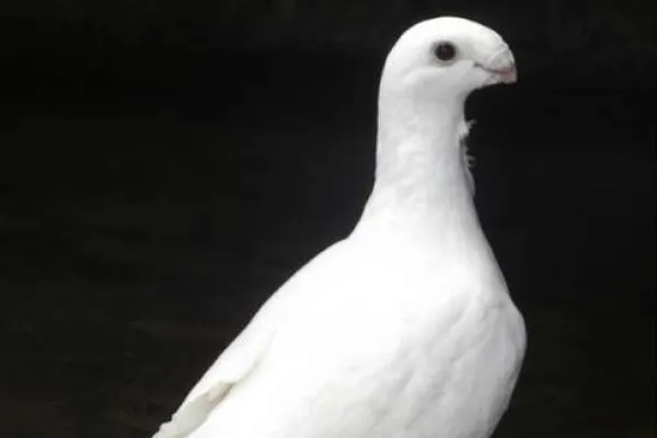 欧洲肉鸽