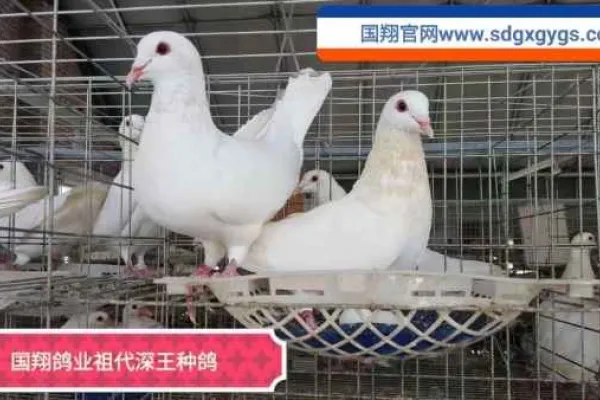 深王鸽