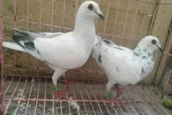 新疆翻翻鸽