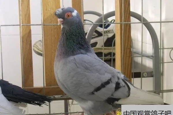 灰玉翅鸽