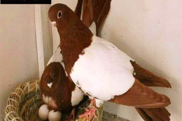 铜翅乌鸽
