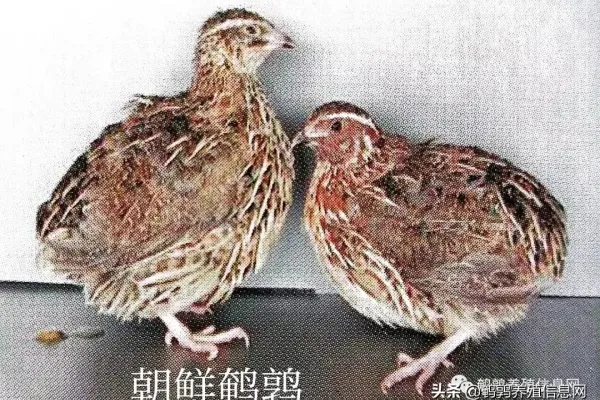 朝鲜鹌鹑