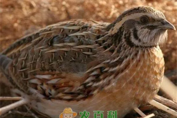 南农黄羽鹌鹑