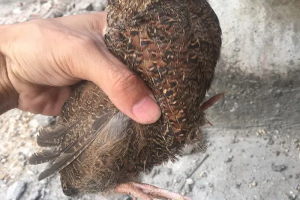 非洲黑鹌鹑