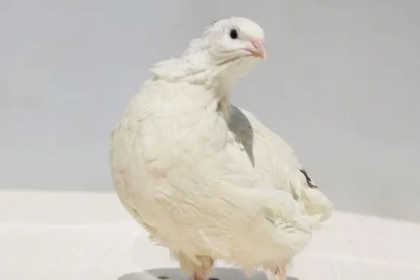白莎维鹌鹑