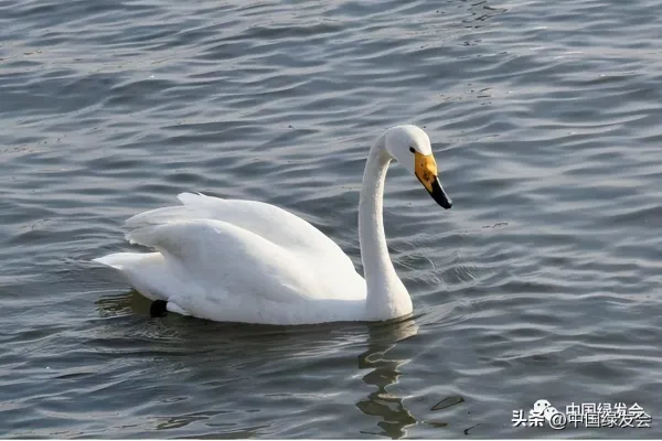 白天鹅