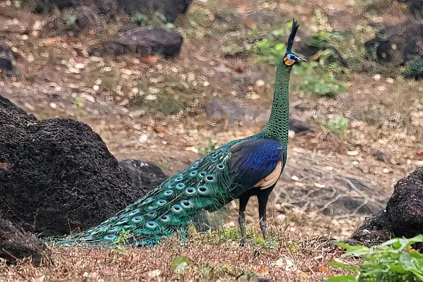 绿孔雀